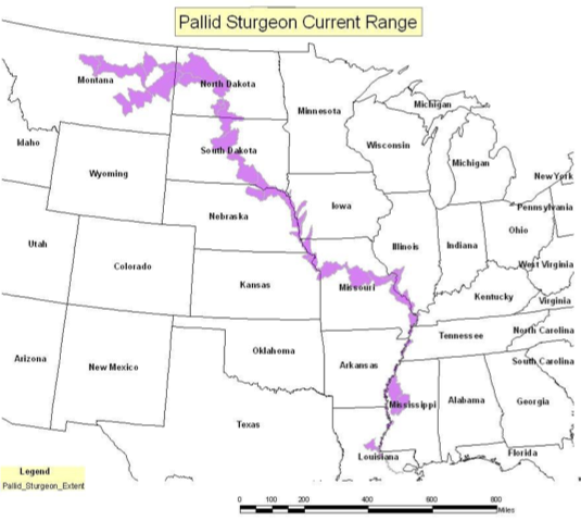 Map of Pallid Sturgeon Range