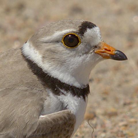 Image of piping plover