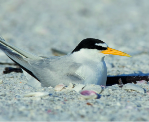 Least Tern Least Tern