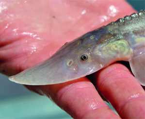 Pallid Sturgeon Pallid Sturgeon