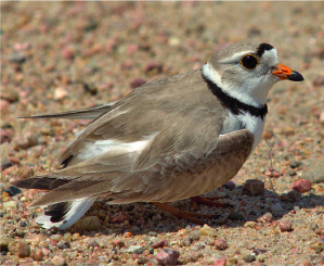 Piping Plover Piping Plover