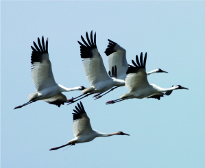 Whooping Crane Whooping Cranes