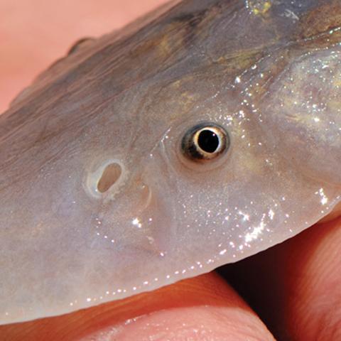 pallid sturgeon