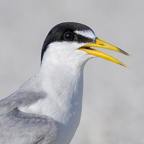 Image of least tern