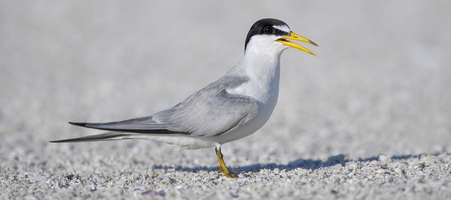 Image of least tern